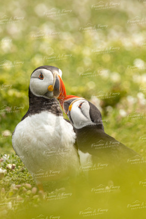 To buy a print or any of the below please click on the images